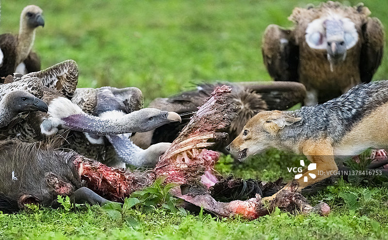 豺狼和秃鹫争夺角马尸体图片素材
