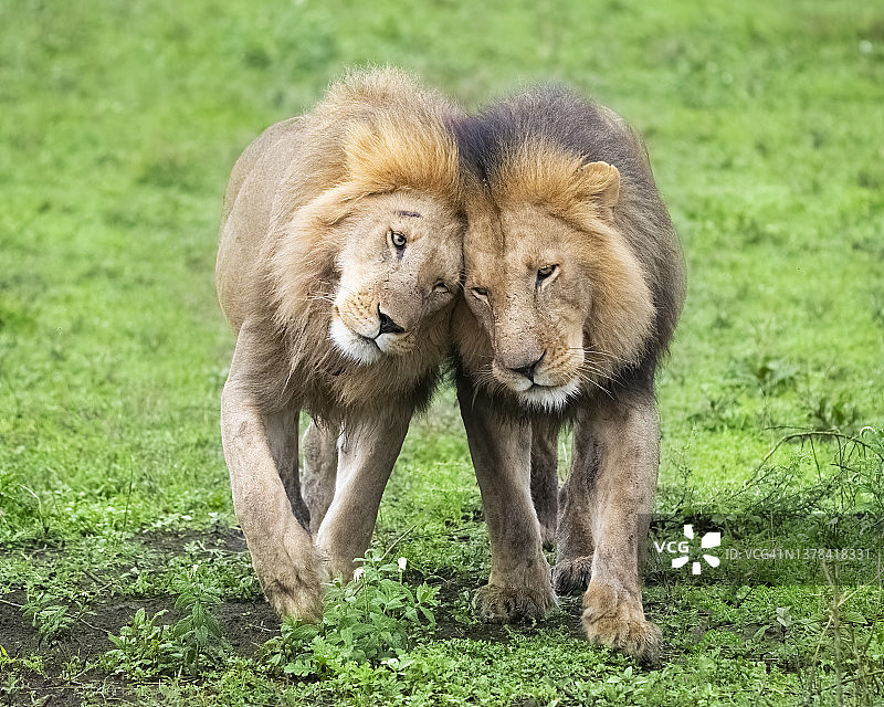 两只大型雄狮亲切地互相问候图片素材