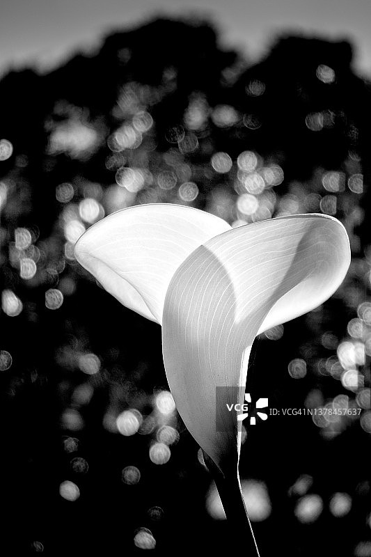 马蹄莲的细节图片素材