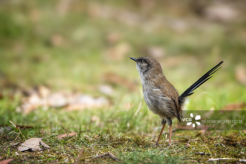 地面上的年轻的蓝鹟图片素材