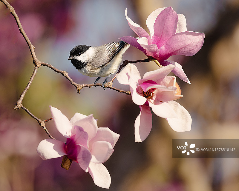 卡罗莱纳山雀栖息在粉色玉兰花上图片素材