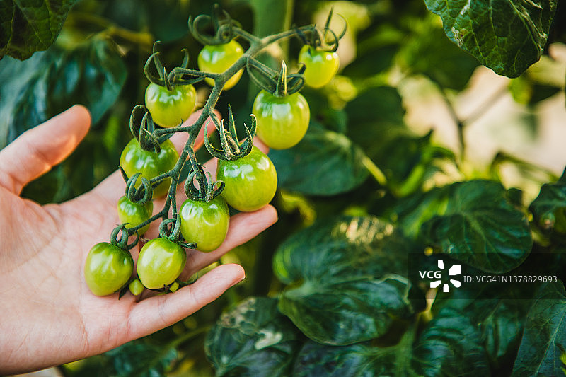 藤蔓上未成熟的樱桃番茄图片素材