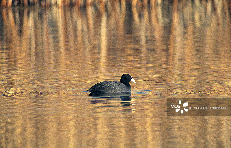 莫甘湖中的骨顶鸡图片素材