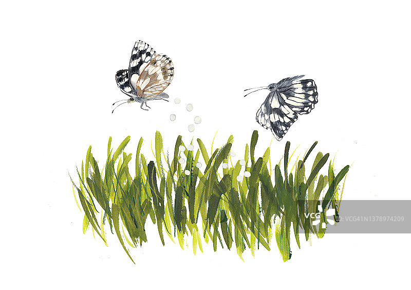 两只白色大理石纹蝴蝶在茂密的草丛中产卵图片素材