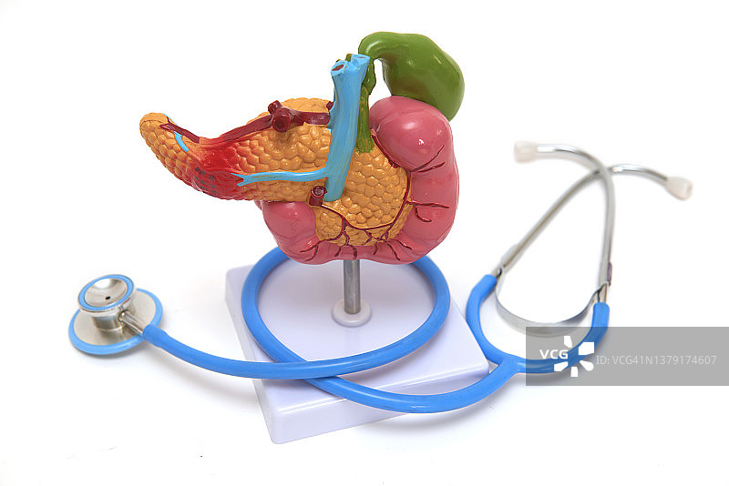 白色背景上的胰腺教学模型图片素材