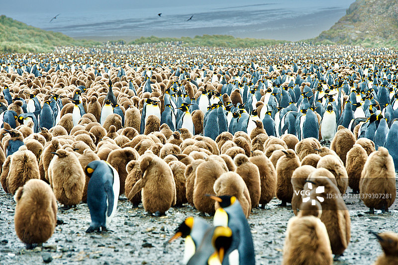 国王企鹅栖息地图片素材