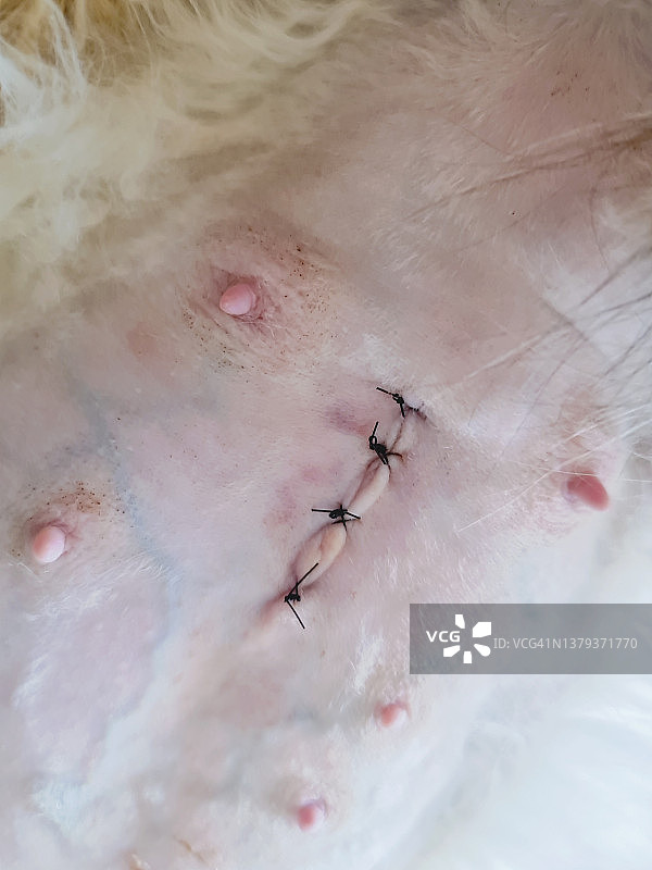 剖腹产后猫的腹部缝线图片素材