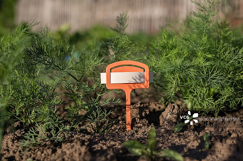 花园中生长的莳萝图片素材