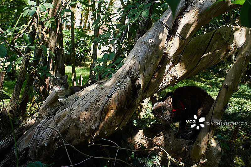 在法国私人花园里的美丽猫咪图片素材