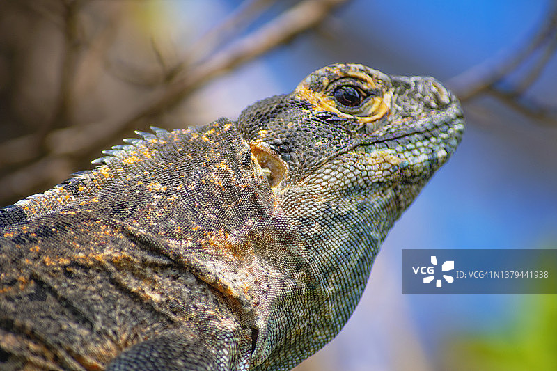 在树上晒日光浴的鬣蜥图片素材