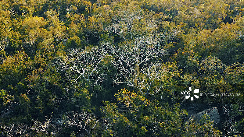 热带雨林航拍景色图片素材
