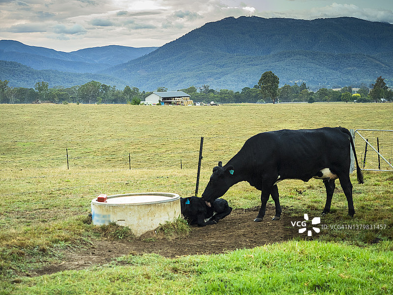 奶牛和新生小牛图片素材
