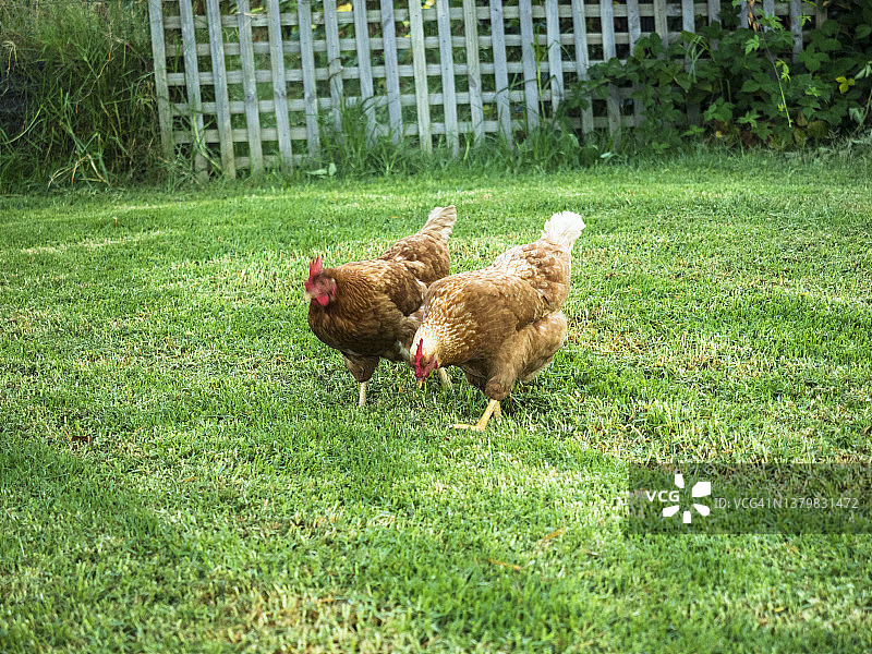 在澳大利亚 Tawonga 后院刚割过的草地上的鸡图片素材
