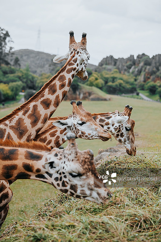 长颈鹿进食图片素材