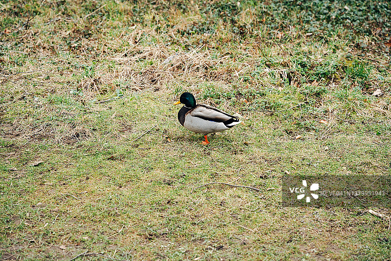 鸭子在公园里散步图片素材