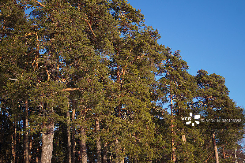 芬兰湾岸边的针叶树冬季雪景与晴朗蓝天图片素材