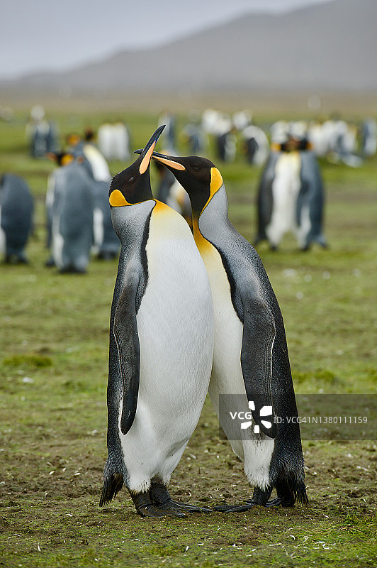 恋爱中的王企鹅图片素材