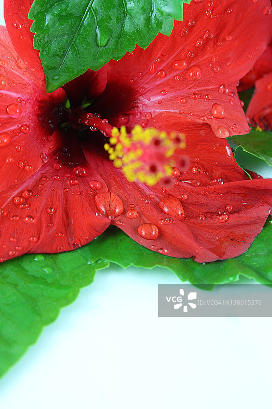 湿润的芙蓉花图片素材