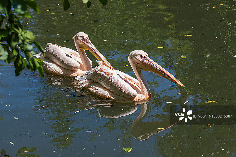 鹈鹕：在水面上游泳的大型白色鸟类图片素材