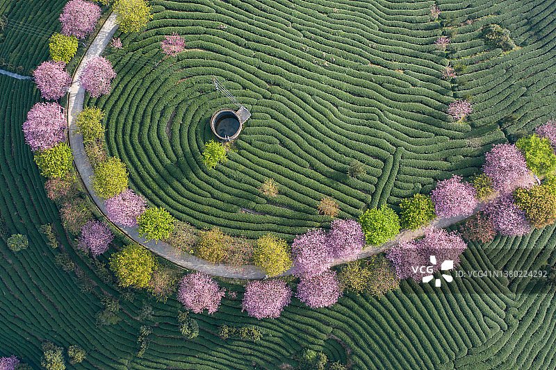 春天山顶上的弯曲茶园图片素材
