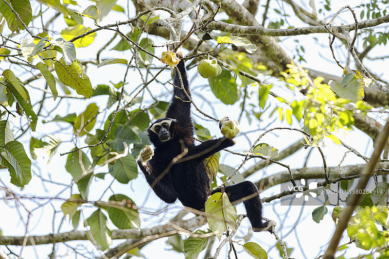 戴帽长臂猿图片素材