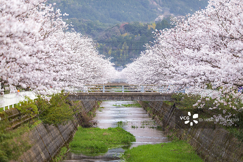 乡镇河流沿岸盛开的樱花图片素材