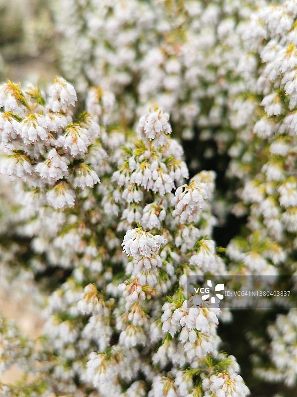 盛开的石楠花图片素材