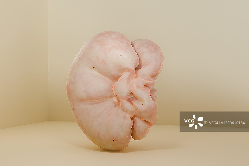 人类皮肤抽象形态的计算机生成图像，具有人类胎儿形态的生命概念图片素材