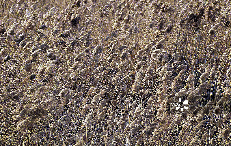 莫干湖的芦苇地图片素材
