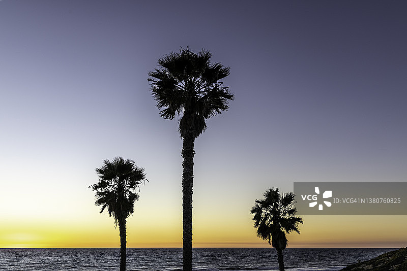 加利福尼亚海滩日落时，以天空为背景的棕榈树剪影图片素材