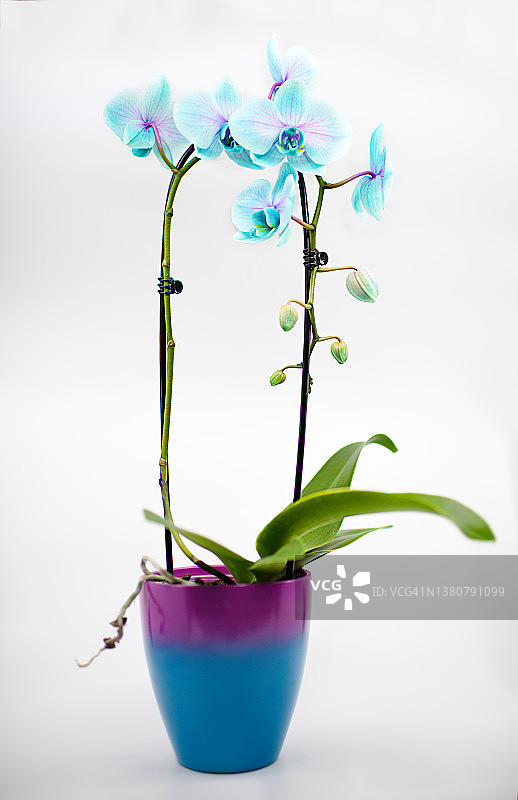 克卢日-纳波卡，罗马尼亚 - 2022年3月6日。蓝色装饰盆中盛开的蓝色和紫色兰花图片素材