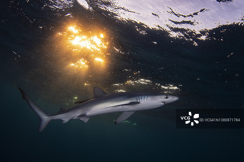 在墨西哥下加利福尼亚州南部海岸巡游的蓝鲨图片素材