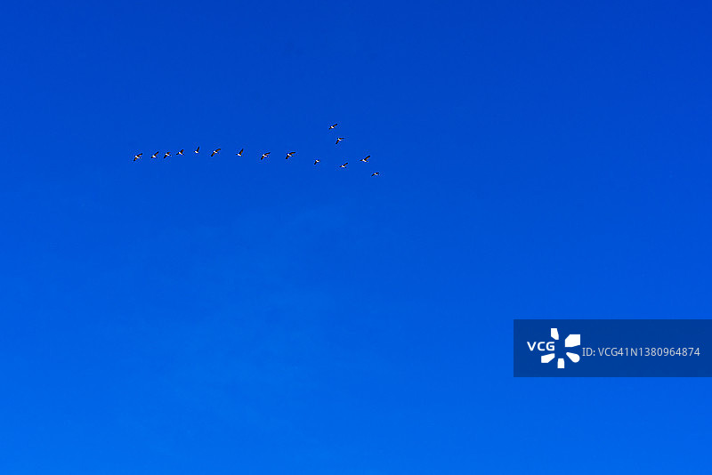 蓝天上的鸟儿图片素材