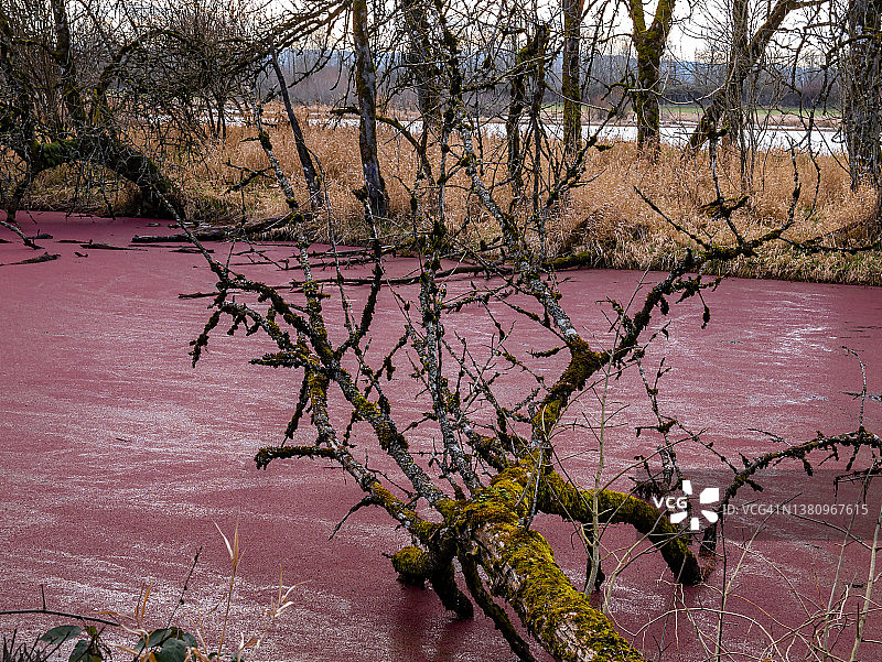 红色水域中倒下的苔藓覆盖的树枝图片素材