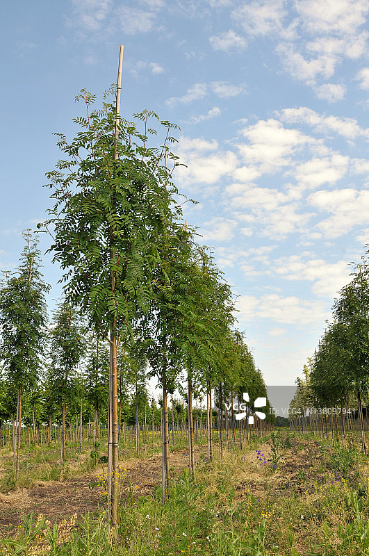 成排的欧洲花楸树图片素材