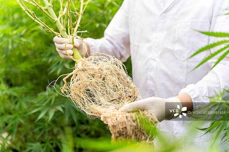 医务人员手中大麻根特写，用于cbd油和制药工业图片素材
