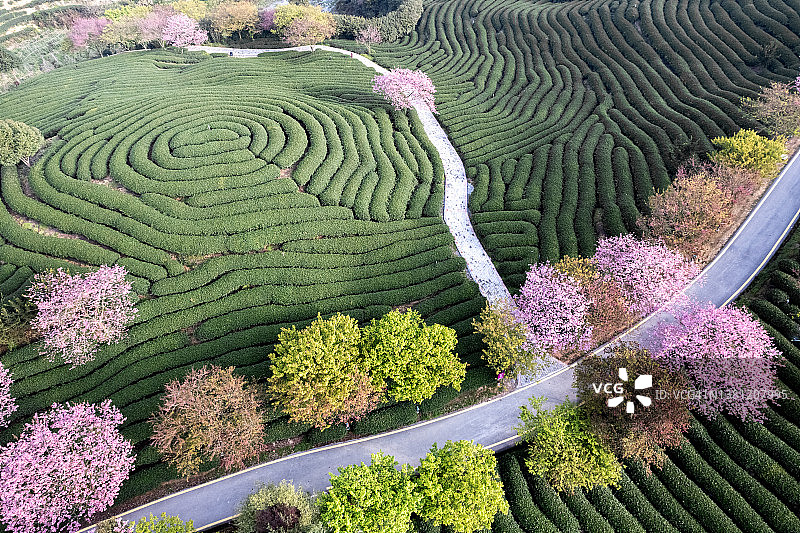 樱花盛开的山区茶园航拍景观图片素材