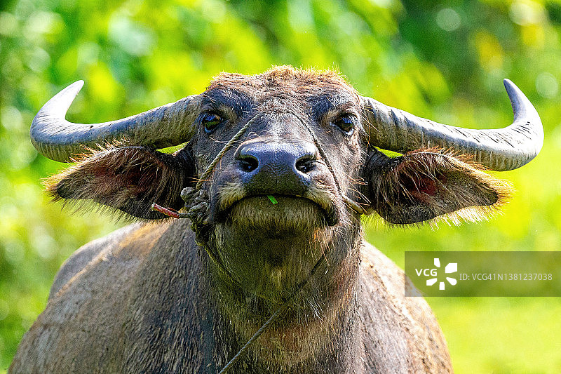 泰国清莱省的水牛图片素材