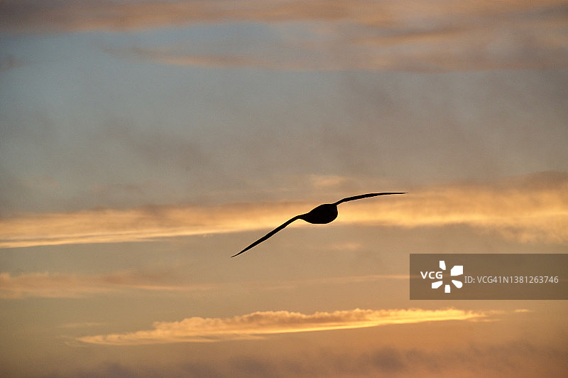 飞翔的信天翁图片素材