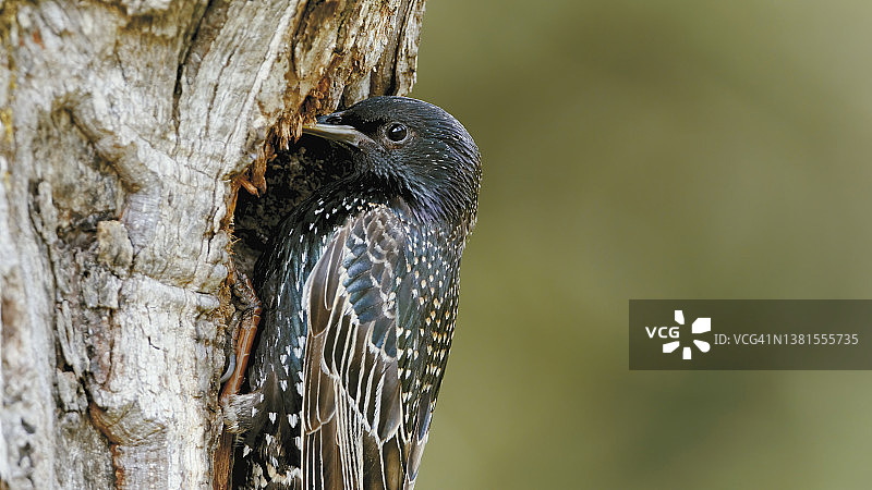 树巢中的欧洲八哥图片素材