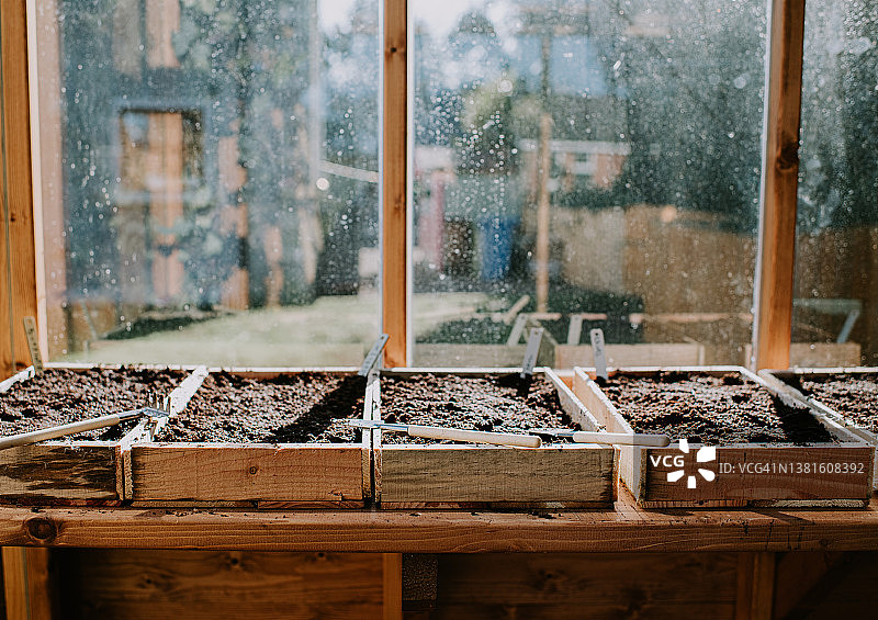 温室里装满土壤的木制育苗盘图片素材