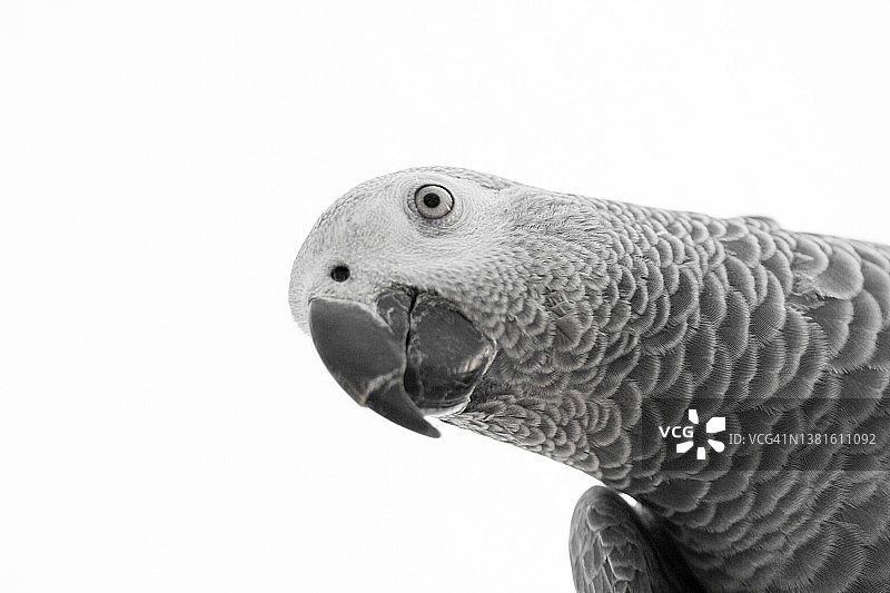 白色背景上的鹦鹉图片素材