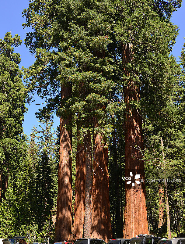 巨型红杉树图片素材