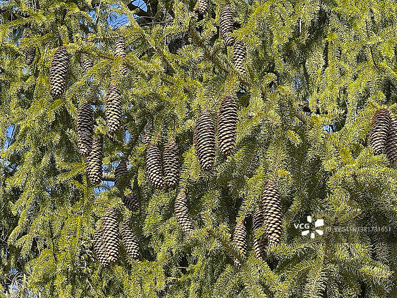常青树上的松果和绿色针叶，西奥兰治图片素材