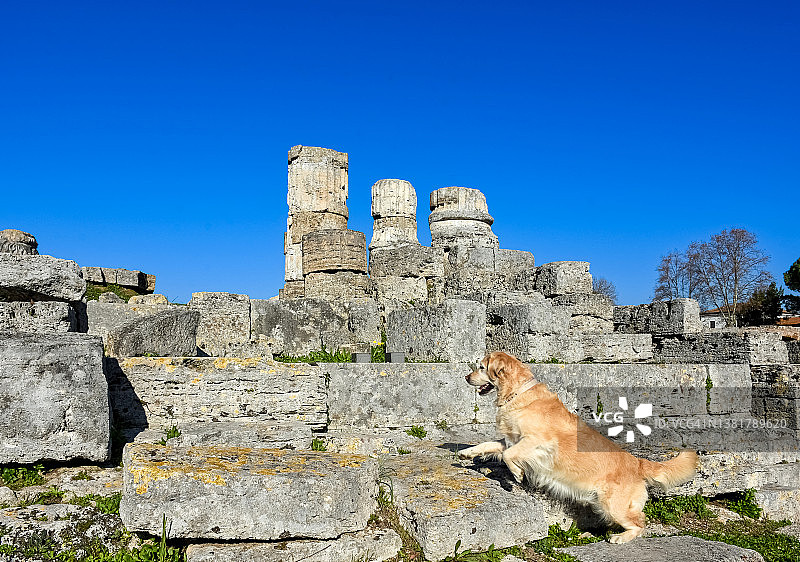 狗狗与艺术：快乐的纯种金毛在意大利坎帕尼亚帕埃斯图姆的古希腊神庙遗址中图片素材