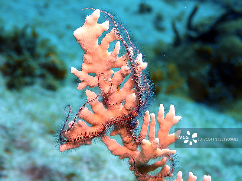 加勒比海开曼群岛上的海绵蛇尾海星图片素材