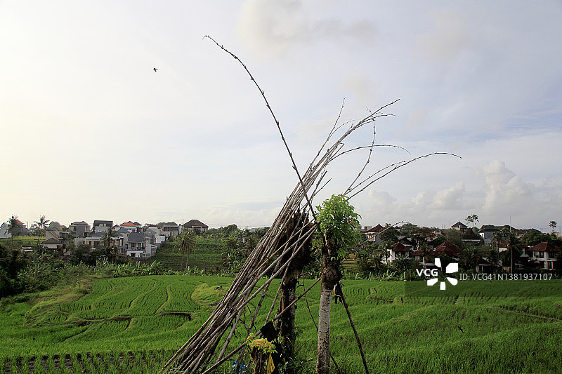 巴厘岛稻田的风景图片素材