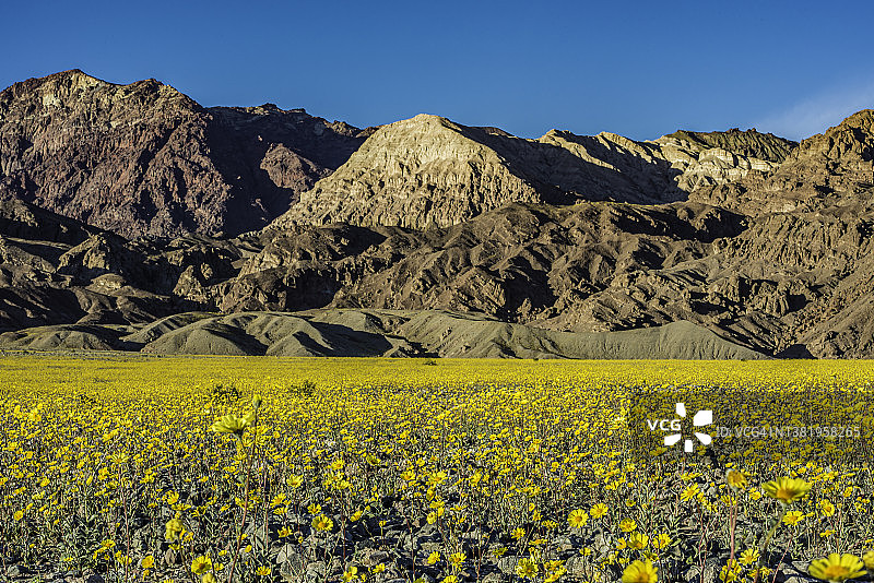 加利福尼亚州死亡谷国家公园的魔鬼高尔夫球场。山谷底部的大盐盘。图片素材