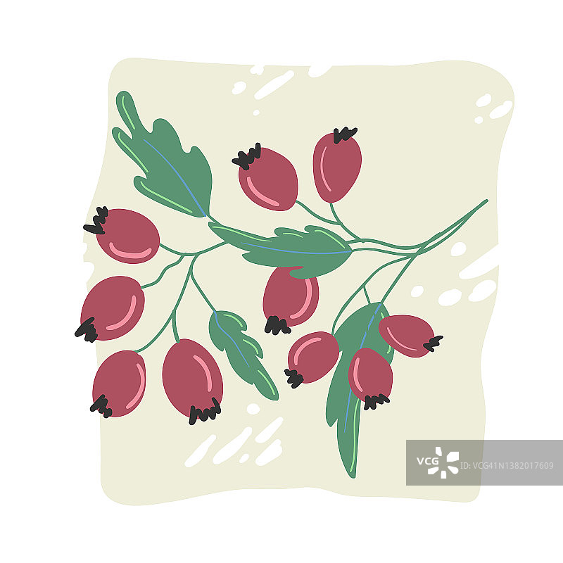手绘白色背景树枝野莓图片素材
