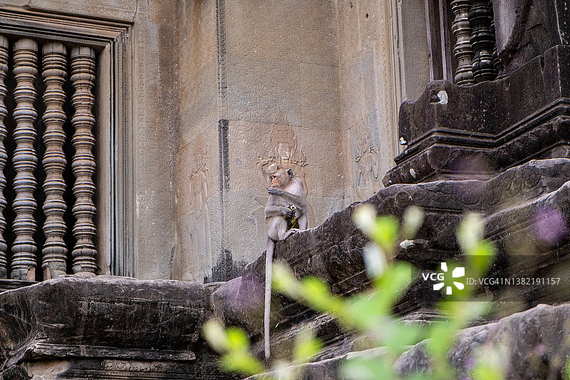 吴哥窟的猴子图片素材